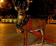 Баку в праздничном убранстве (Фотосессия)