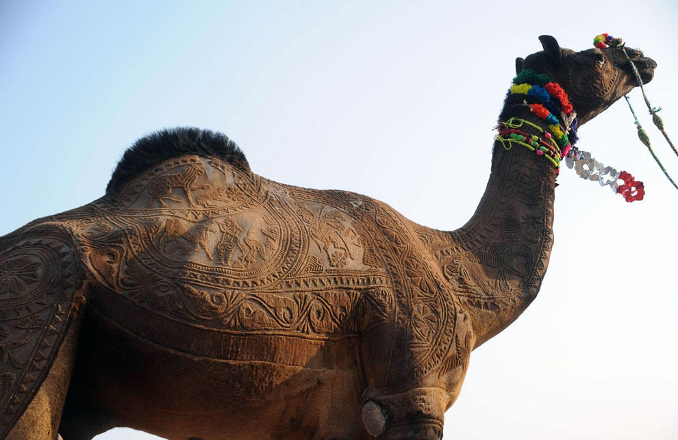 Конкурс красоты верблюдов в Катаре (ФОТО)