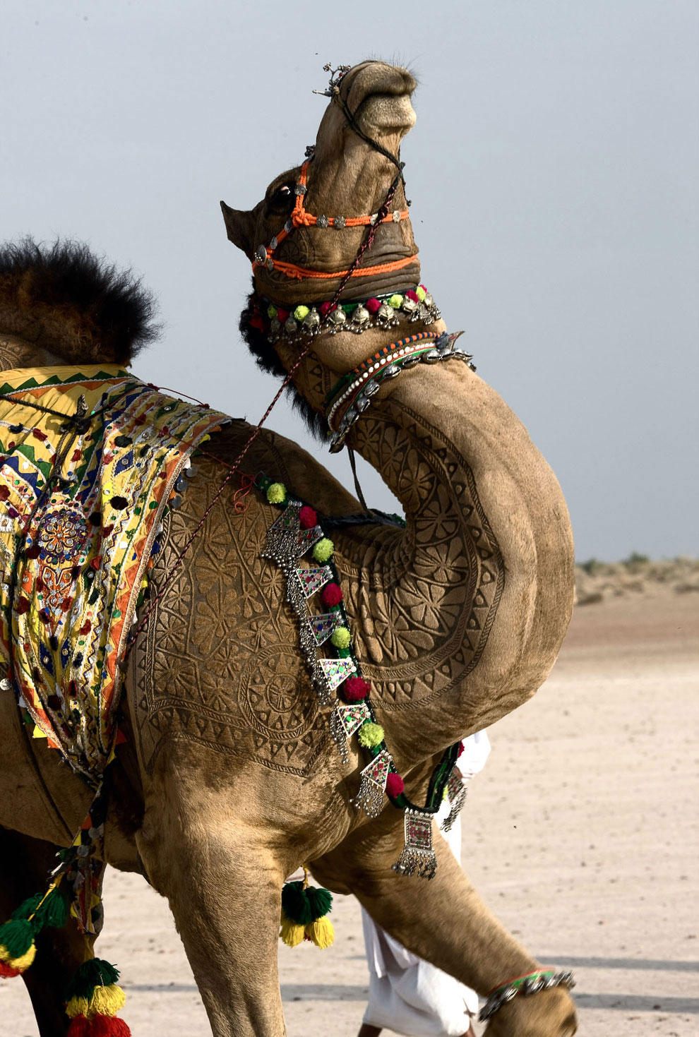 Конкурс красоты верблюдов в Катаре (ФОТО)