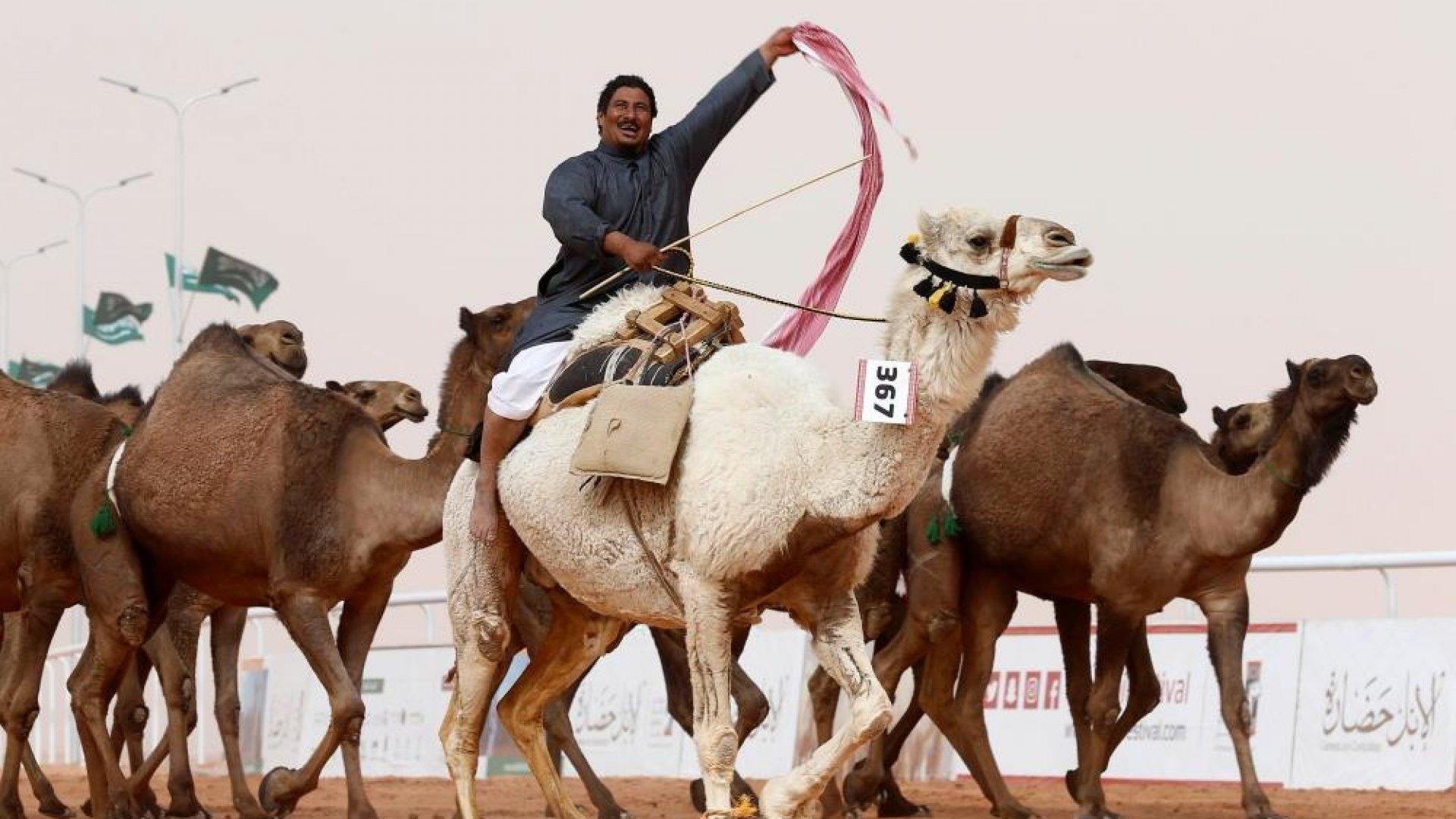 Конкурс красоты верблюдов в Катаре (ФОТО)