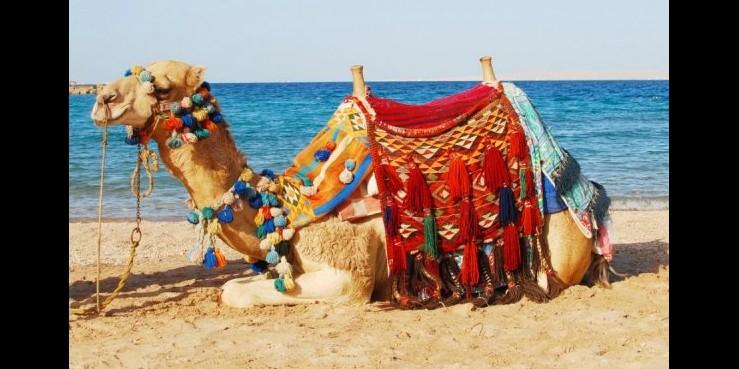 Конкурс красоты верблюдов в Катаре (ФОТО)