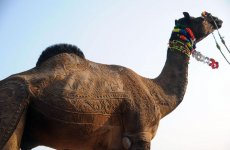 Конкурс красоты верблюдов в Катаре (ФОТО)