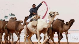 Конкурс красоты верблюдов в Катаре (ФОТО)