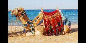 Конкурс красоты верблюдов в Катаре (ФОТО)