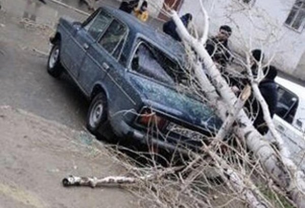 В Сумгайыте на автомобиль упало дерево