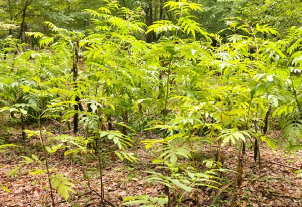 Инициатива по высадке 650 тысяч деревьев - продолжение работ по оздоровлению экологии