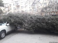 Шквальный ветер в Баку повалил вырванное с корнем дерево на два автомобиля (ФОТО)