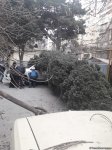 Шквальный ветер в Баку повалил вырванное с корнем дерево на два автомобиля (ФОТО)