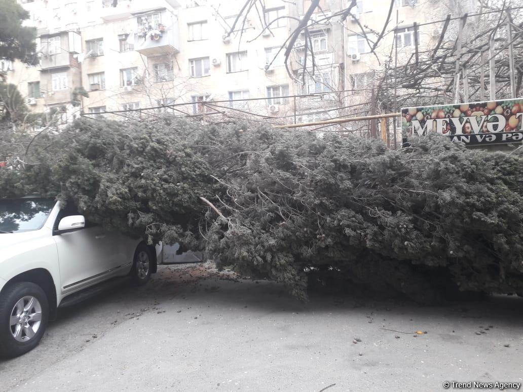 Шквальный ветер в Баку повалил вырванное с корнем дерево на два автомобиля (ФОТО)