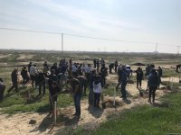 В Гобустанском заповеднике прошла массовая акция по посадке деревьев (ФОТО)
