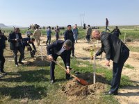В Гобустанском заповеднике прошла массовая акция по посадке деревьев (ФОТО)