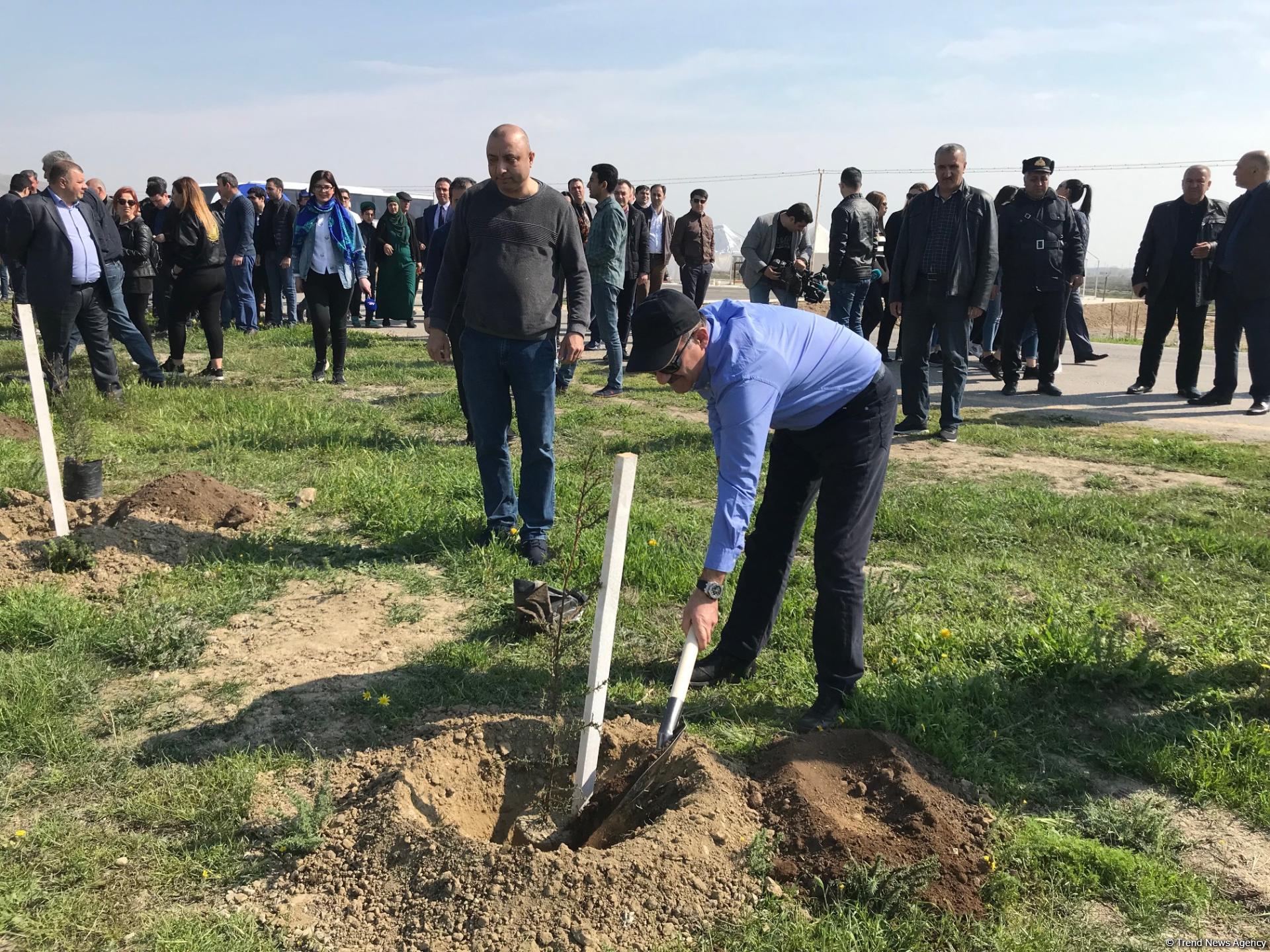 В Гобустанском заповеднике прошла массовая акция по посадке деревьев (ФОТО)