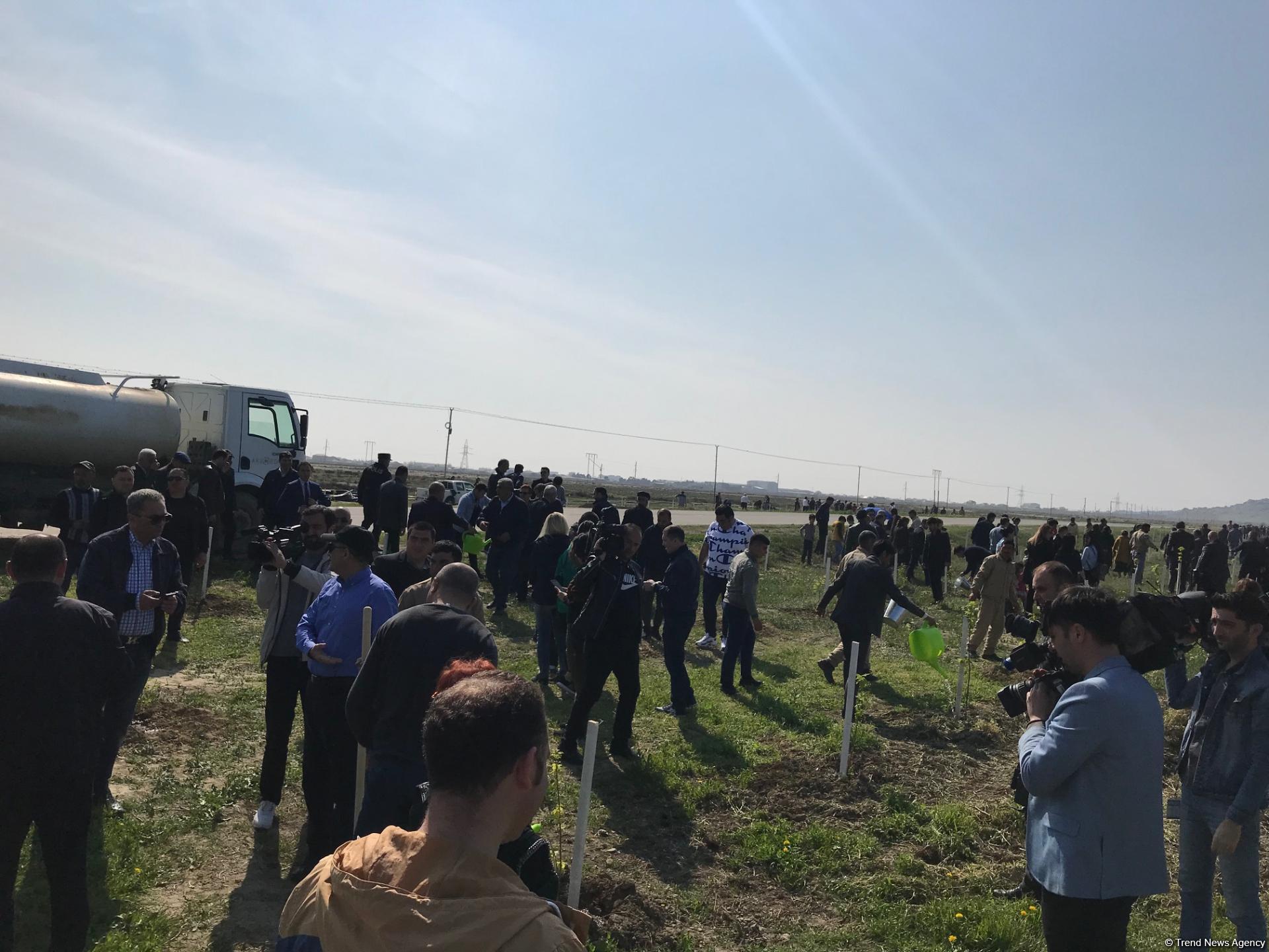 В Гобустанском заповеднике прошла массовая акция по посадке деревьев (ФОТО)