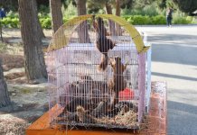 В Баку реализуется проект «Городская экология» Общественного объединения IDEA (ФОТО)