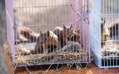 В Баку реализуется проект «Городская экология» Общественного объединения IDEA (ФОТО)