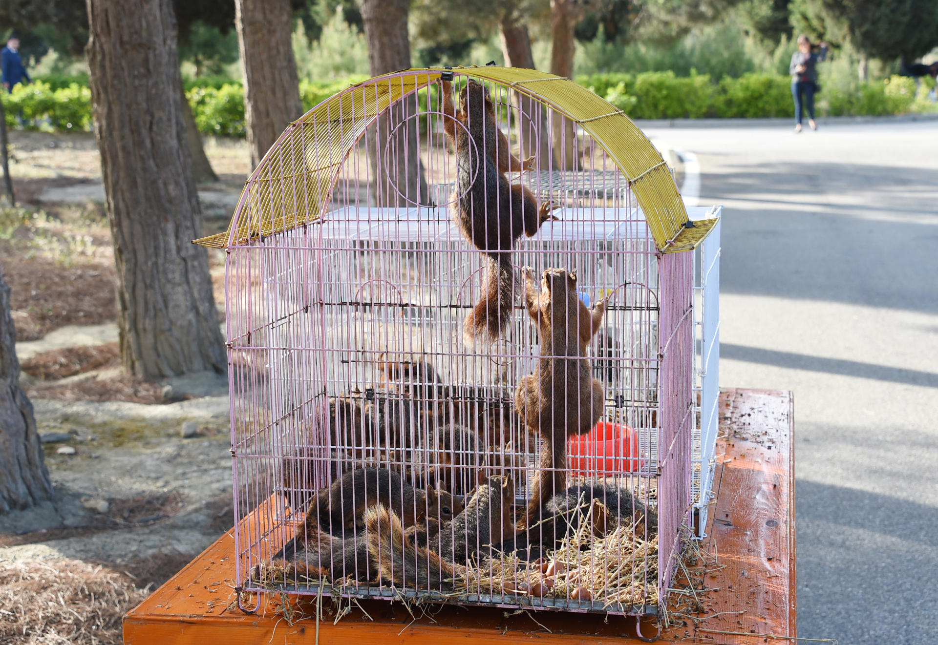 В Баку реализуется проект «Городская экология» Общественного объединения IDEA (ФОТО)