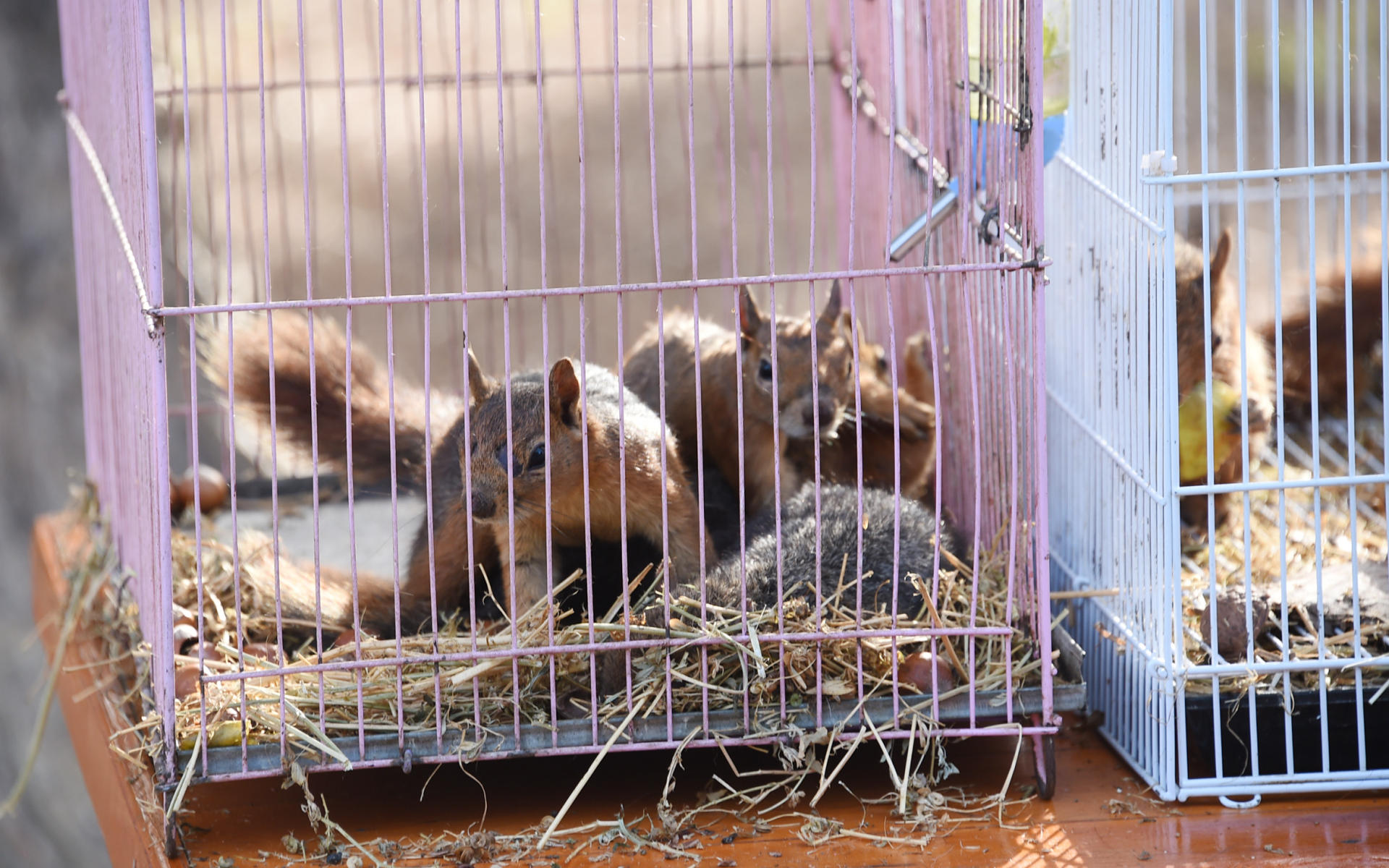 В Баку реализуется проект «Городская экология» Общественного объединения IDEA (ФОТО)
