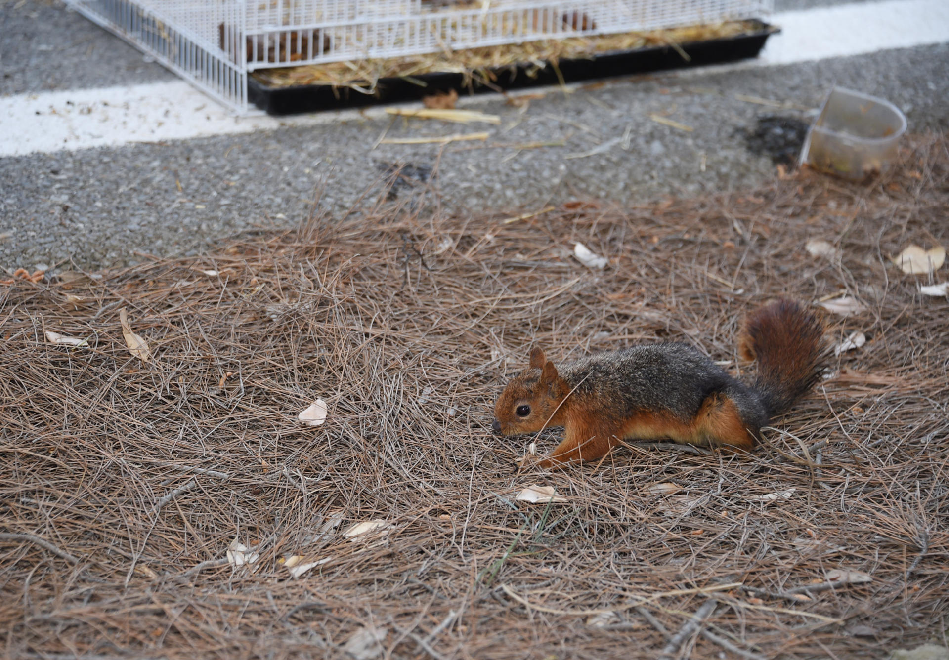 В Баку реализуется проект «Городская экология» Общественного объединения IDEA (ФОТО)