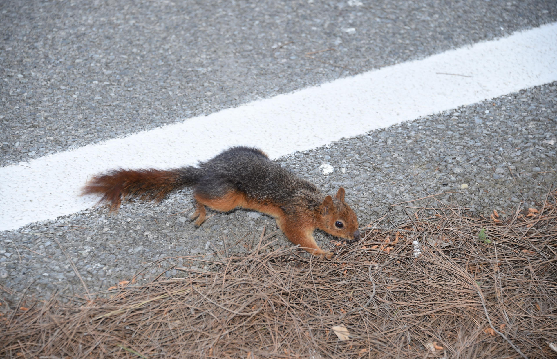 В Баку реализуется проект «Городская экология» Общественного объединения IDEA (ФОТО)