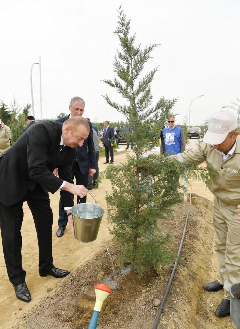 Президент Ильхам Алиев и Первая леди Мехрибан Алиева приняли участие в кампании по посадке деревьев, посвященной дню рождения великого лидера Гейдара Алиева (ФОТО) (версия 2)