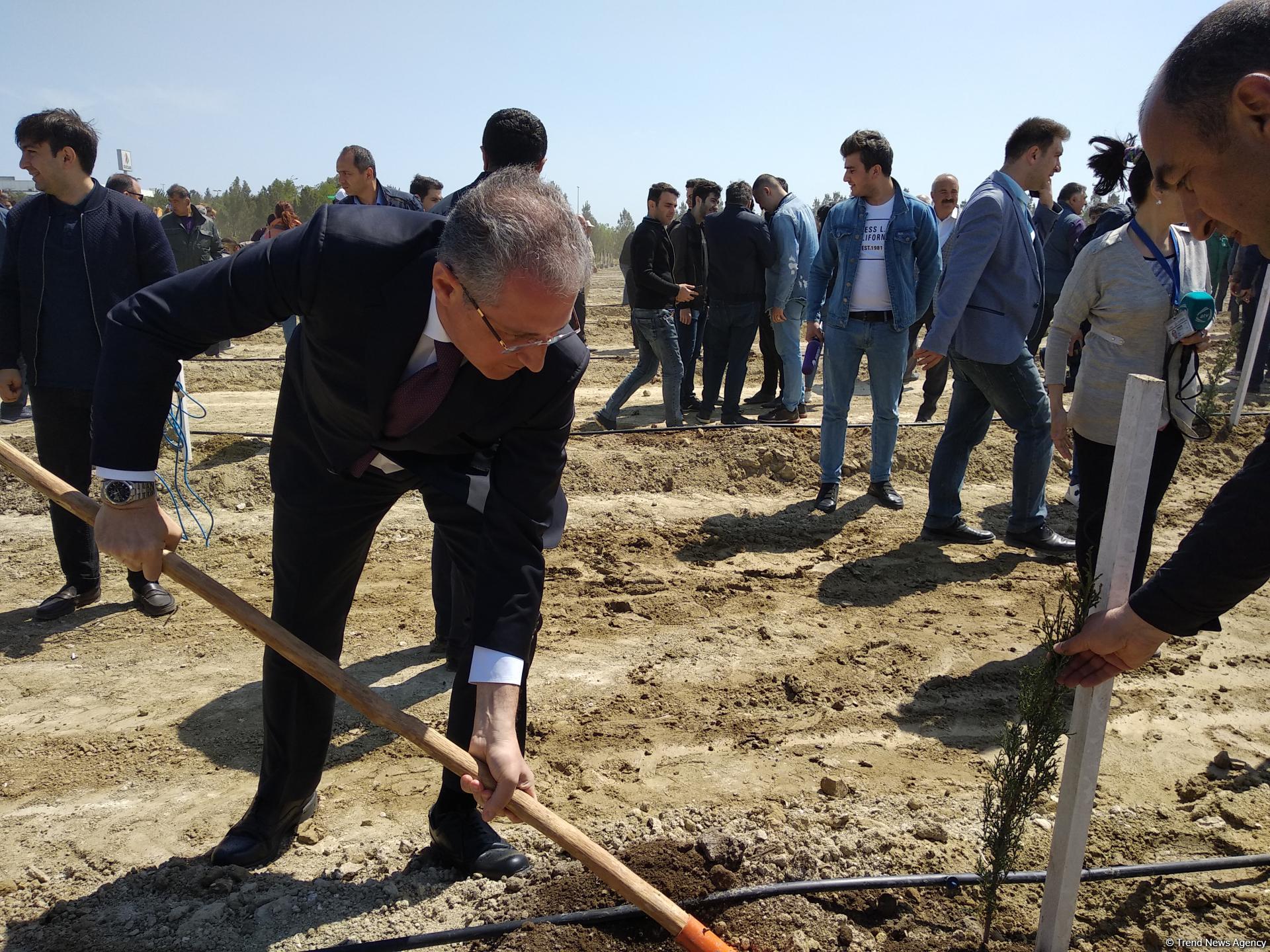 ПЕА и минэкологии Азербайджана провели акцию по посадке деревьев, приуроченную к 96-й годовщине со дня рождения Гейдара Алиева (ФОТО)