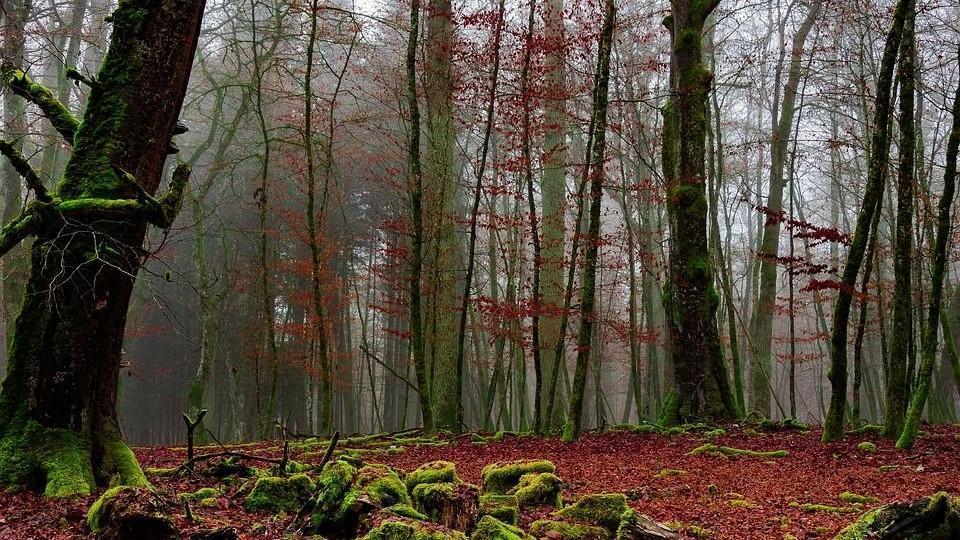 Загадочный мир дикой флоры и фауны в Баку (ВИДЕО, ФОТО)