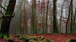 Загадочный мир дикой флоры и фауны в Баку (ВИДЕО, ФОТО)