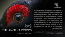 Загадочный мир дикой флоры и фауны в Баку (ВИДЕО, ФОТО)