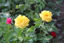 Бакинский бульвар в цветах – наслаждайтесь красотой! (ФОТО)