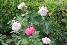 Бакинский бульвар в цветах – наслаждайтесь красотой! (ФОТО)