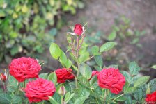 Бакинский бульвар в цветах – наслаждайтесь красотой! (ФОТО)