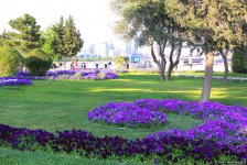 Бакинский бульвар в цветах – наслаждайтесь красотой! (ФОТО)