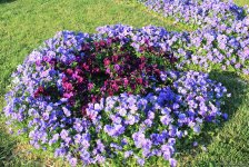 Бакинский бульвар в цветах – наслаждайтесь красотой! (ФОТО)