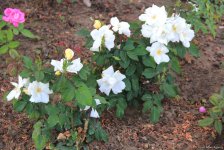 Бакинский бульвар в цветах – наслаждайтесь красотой! (ФОТО)