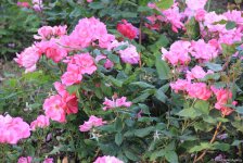 Бакинский бульвар в цветах – наслаждайтесь красотой! (ФОТО)