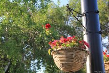 Бакинский бульвар в цветах – наслаждайтесь красотой! (ФОТО)