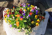 Бакинский бульвар в цветах – наслаждайтесь красотой! (ФОТО)