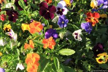 Бакинский бульвар в цветах – наслаждайтесь красотой! (ФОТО)