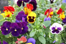 Бакинский бульвар в цветах – наслаждайтесь красотой! (ФОТО)