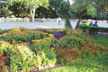 Бакинский бульвар в цветах – наслаждайтесь красотой! (ФОТО)