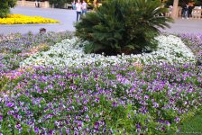 Бакинский бульвар в цветах – наслаждайтесь красотой! (ФОТО)