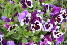 Бакинский бульвар в цветах – наслаждайтесь красотой! (ФОТО)