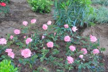 Бакинский бульвар в цветах – наслаждайтесь красотой! (ФОТО)