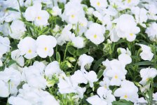 Бакинский бульвар в цветах – наслаждайтесь красотой! (ФОТО)