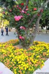 Бакинский бульвар в цветах – наслаждайтесь красотой! (ФОТО)