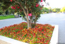 Бакинский бульвар в цветах – наслаждайтесь красотой! (ФОТО)