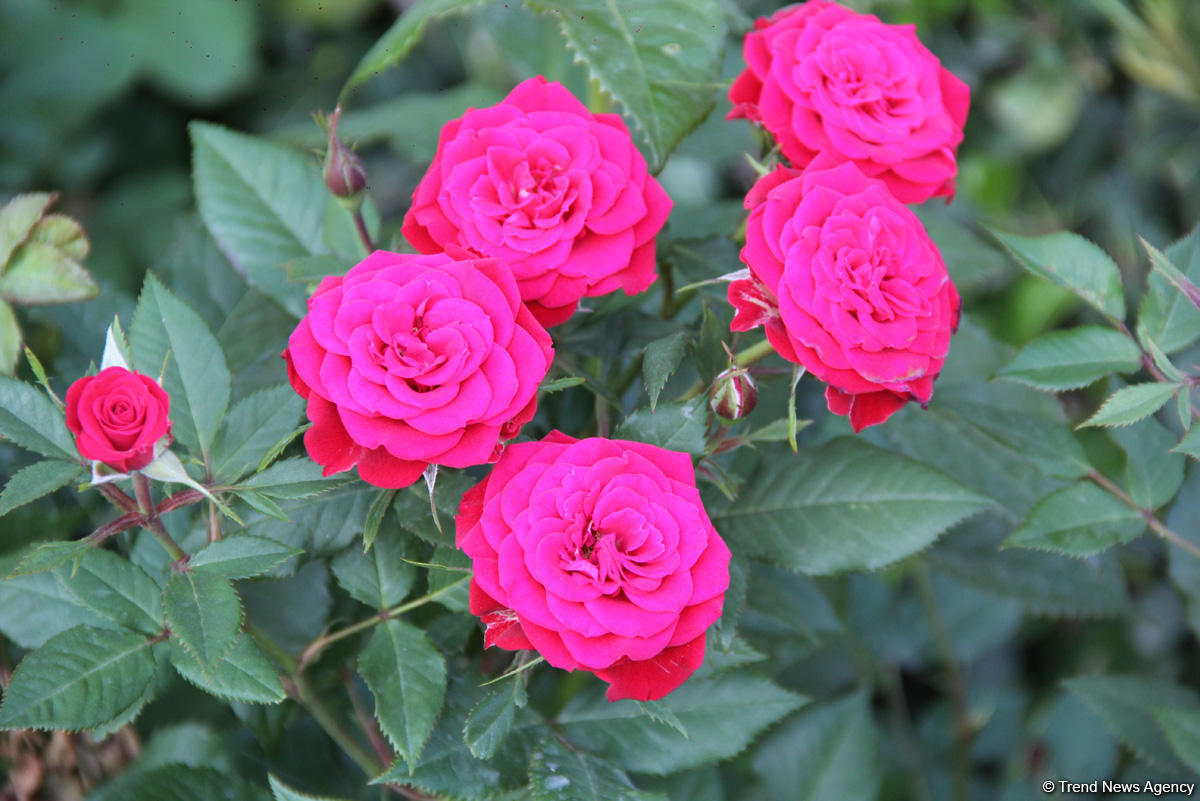 Бакинский бульвар в цветах – наслаждайтесь красотой! (ФОТО)