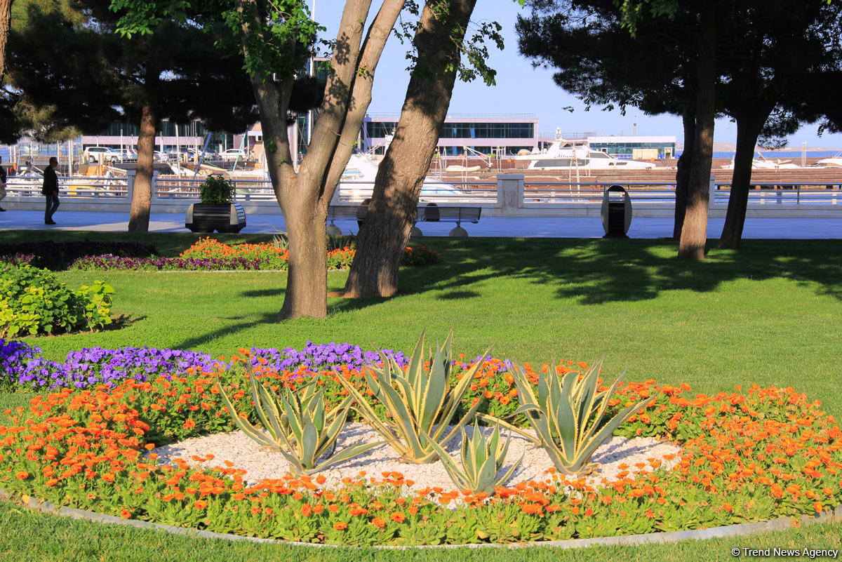 Бакинский бульвар в цветах – наслаждайтесь красотой! (ФОТО)