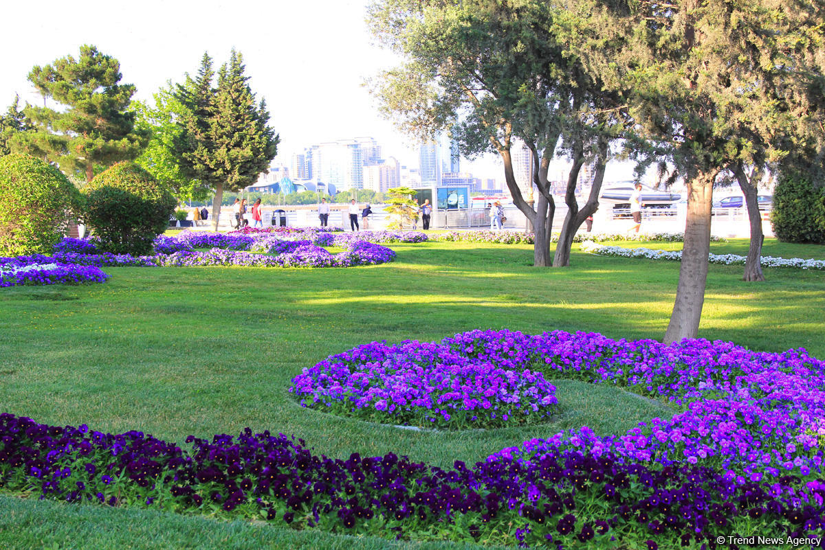 Бакинский бульвар в цветах – наслаждайтесь красотой! (ФОТО)
