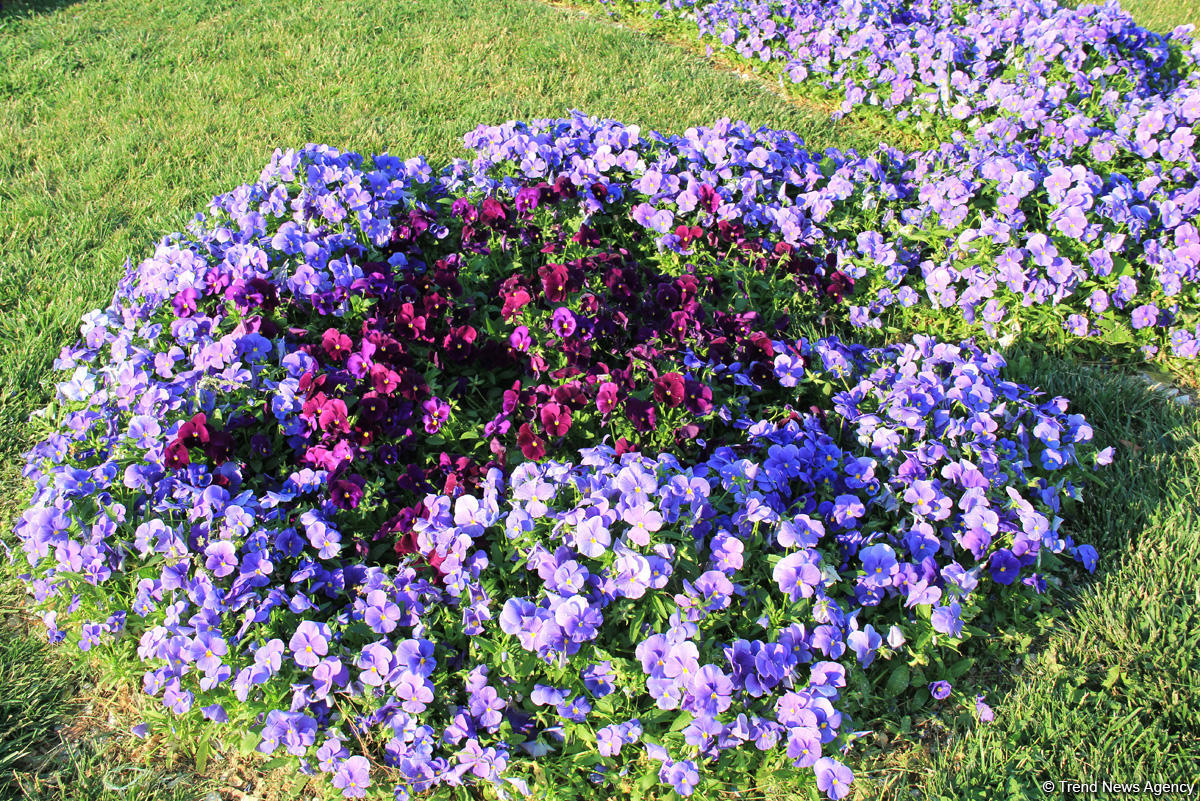 Бакинский бульвар в цветах – наслаждайтесь красотой! (ФОТО)
